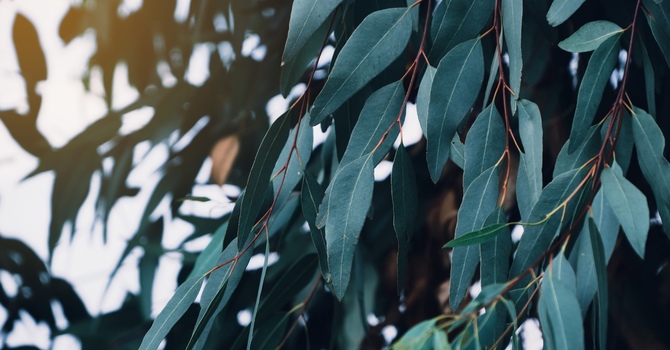 Chronic Pain and Illness